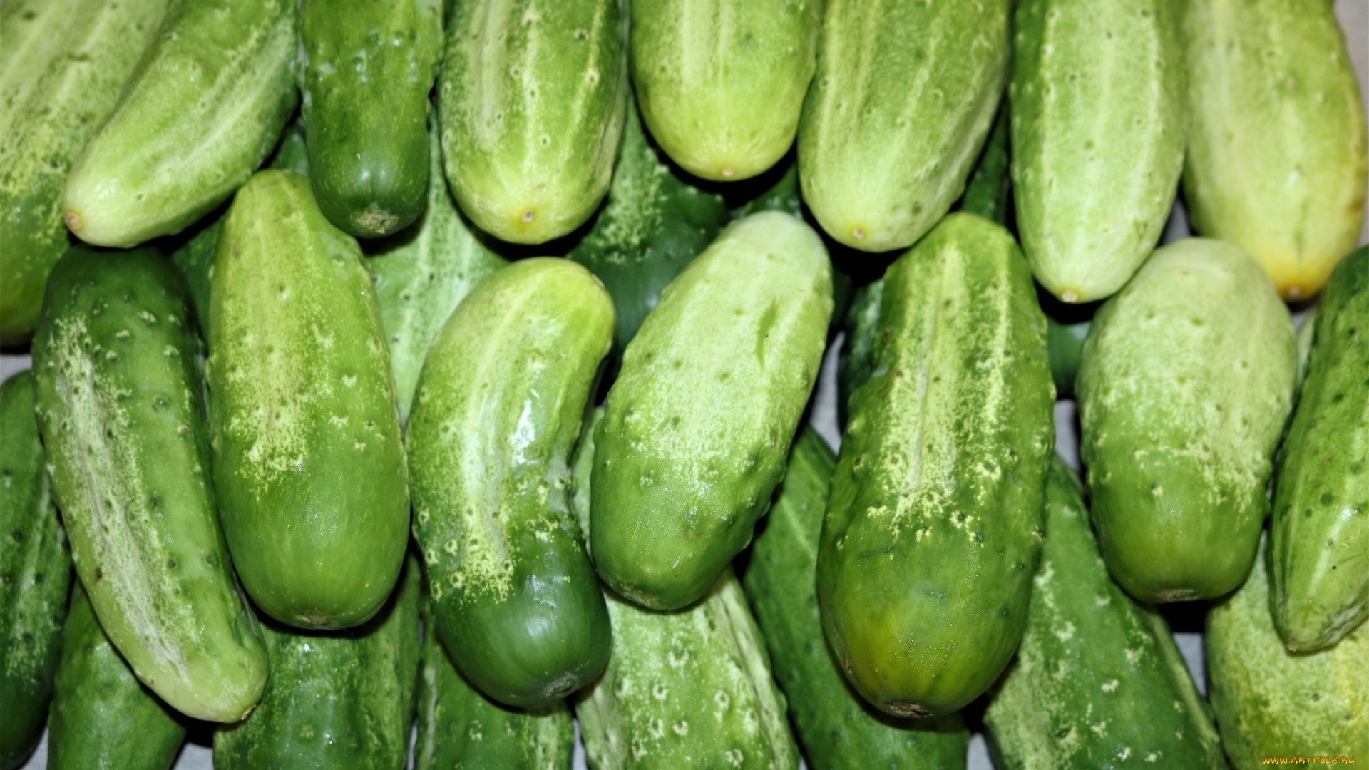 еда, огурцы, свежие