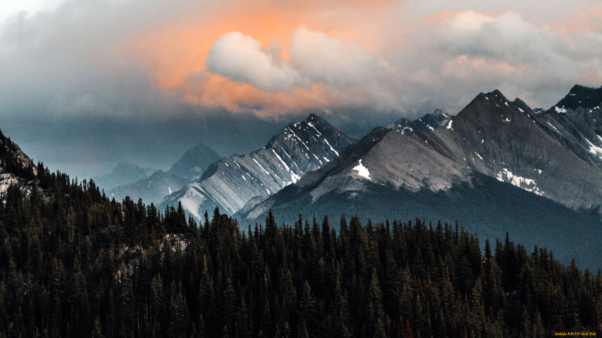 природа, дороги, сосны, снег, зима, дорога