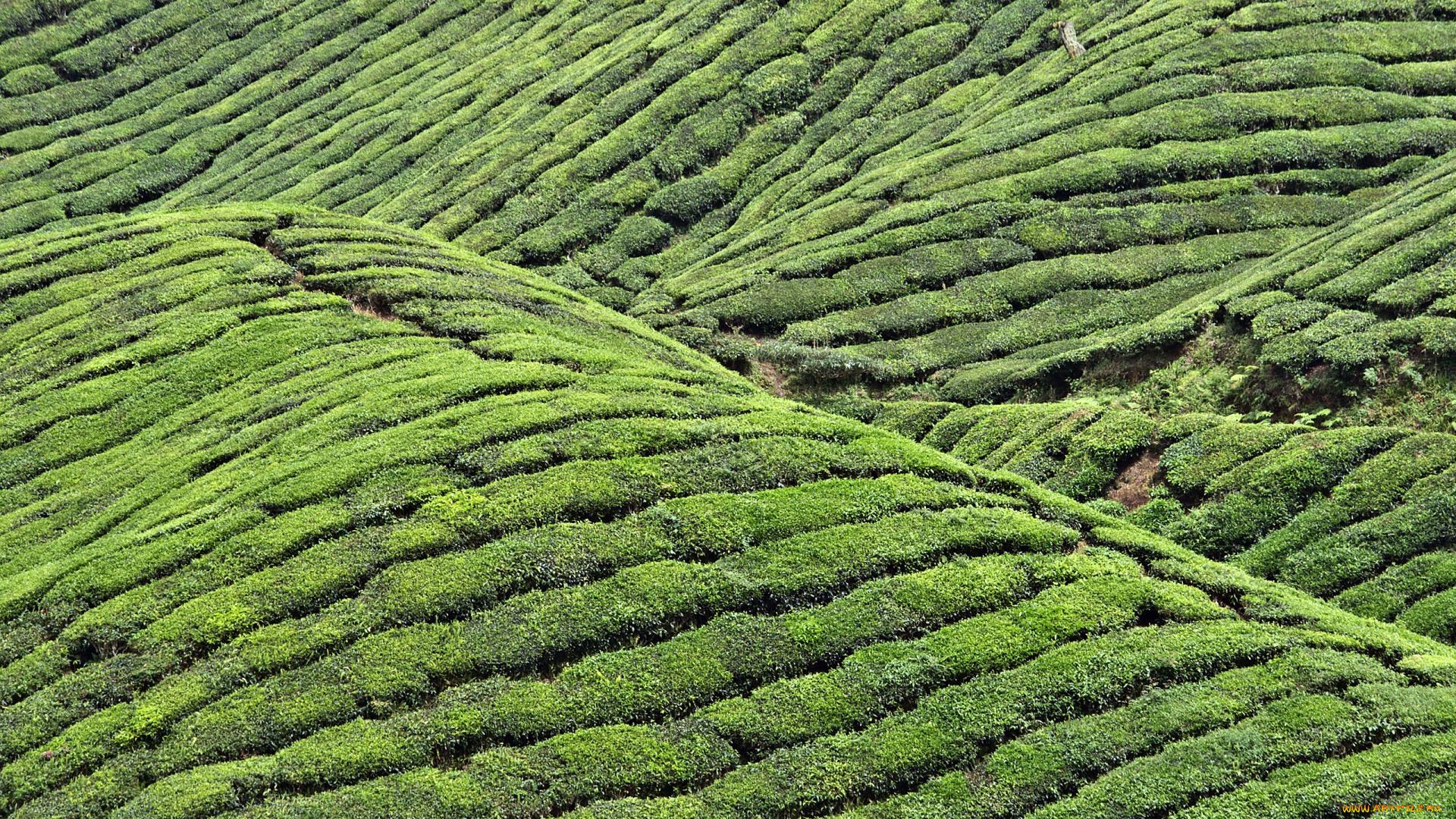 природа, горы, чай, зелень, холмы