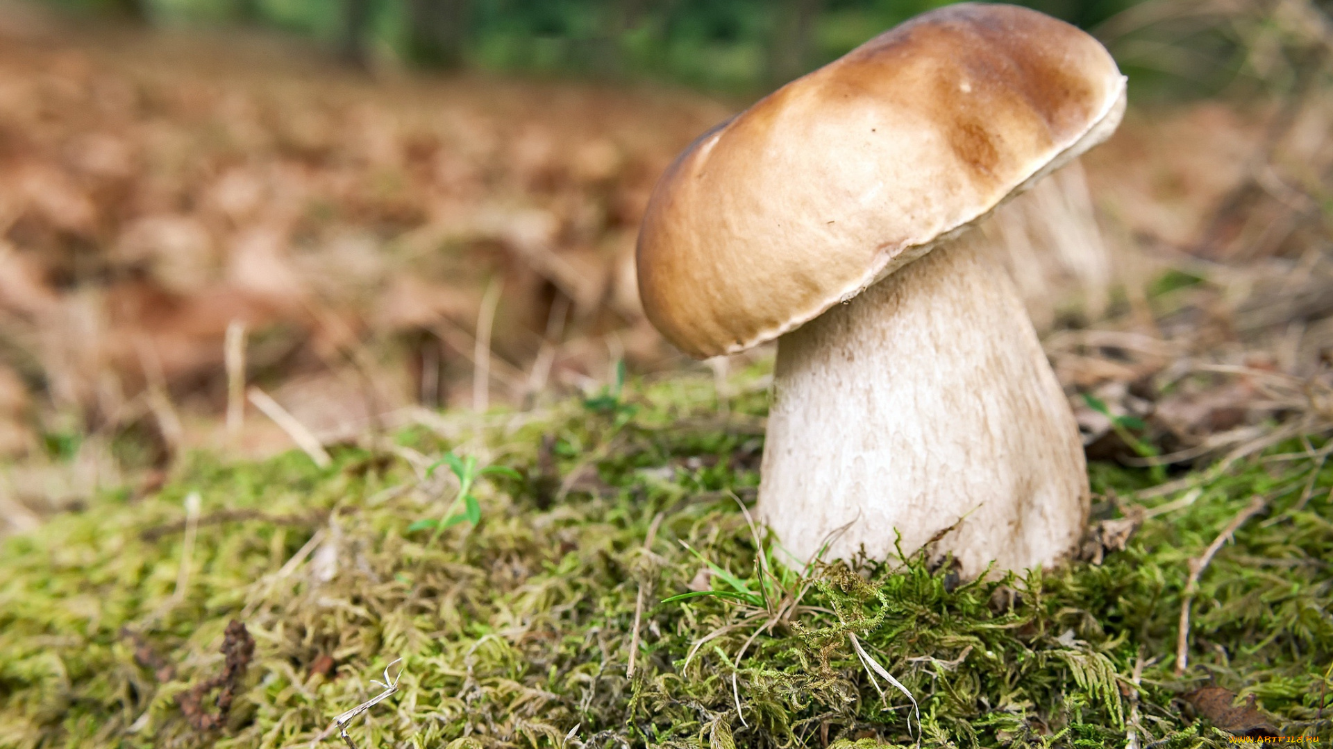 природа, грибы, гриб