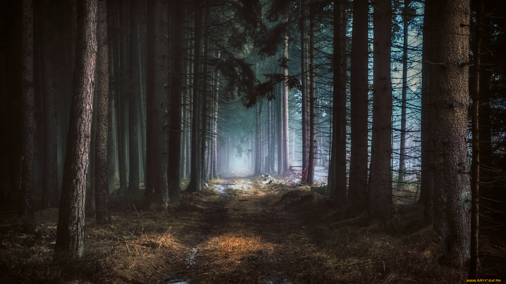 природа, лес