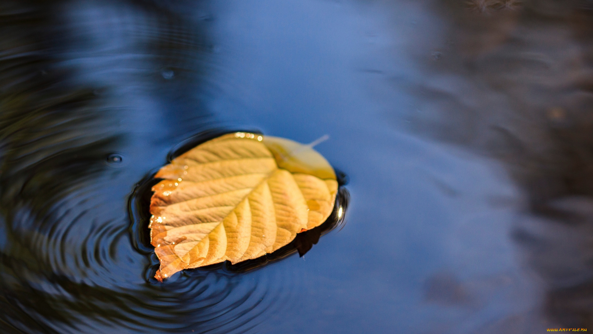 природа, листья, осенний, желтый, вода, лист