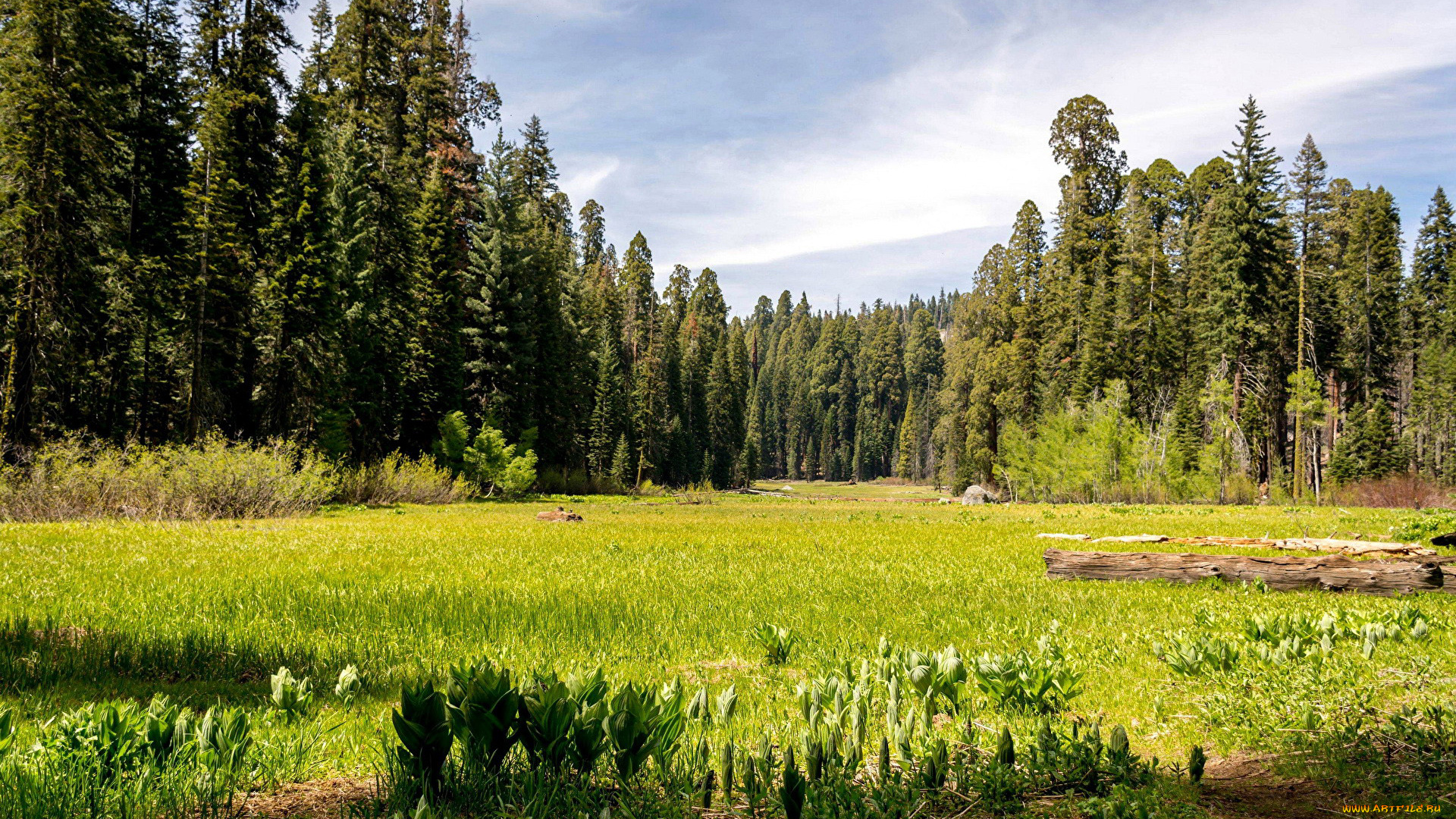 природа, луга, бревна, луг, лес