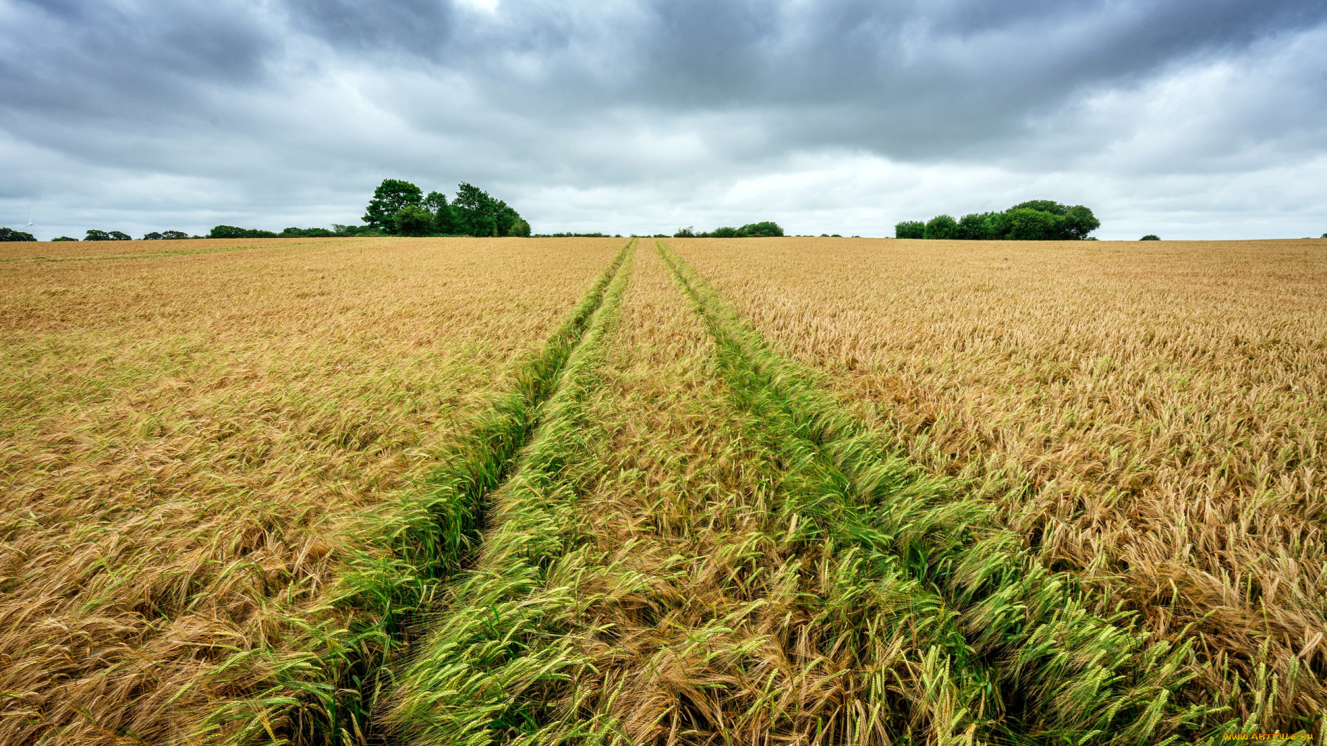 природа, поля, поле, колосья, урожай