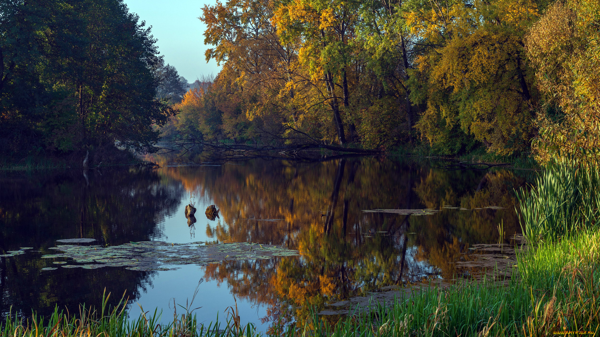 природа, реки, озера, отражение, пруд, осень