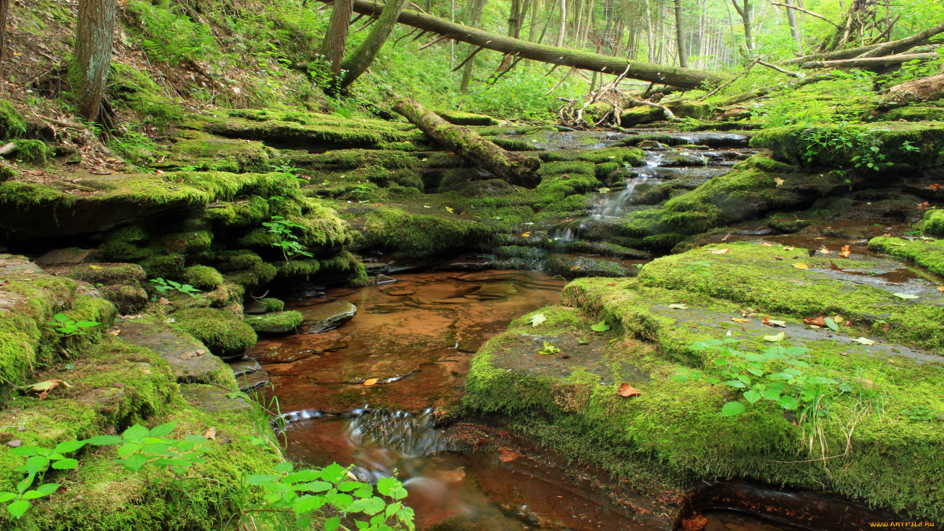 природа, реки, озера, ручей