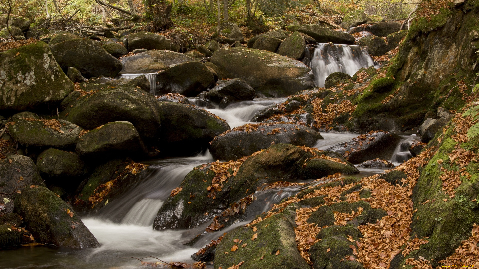 природа, реки, озера, ручей, мох, листья, камни, лес