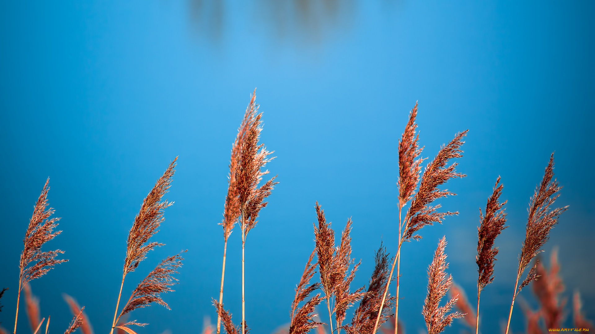 природа, реки, озера, вода, метелки, камыши