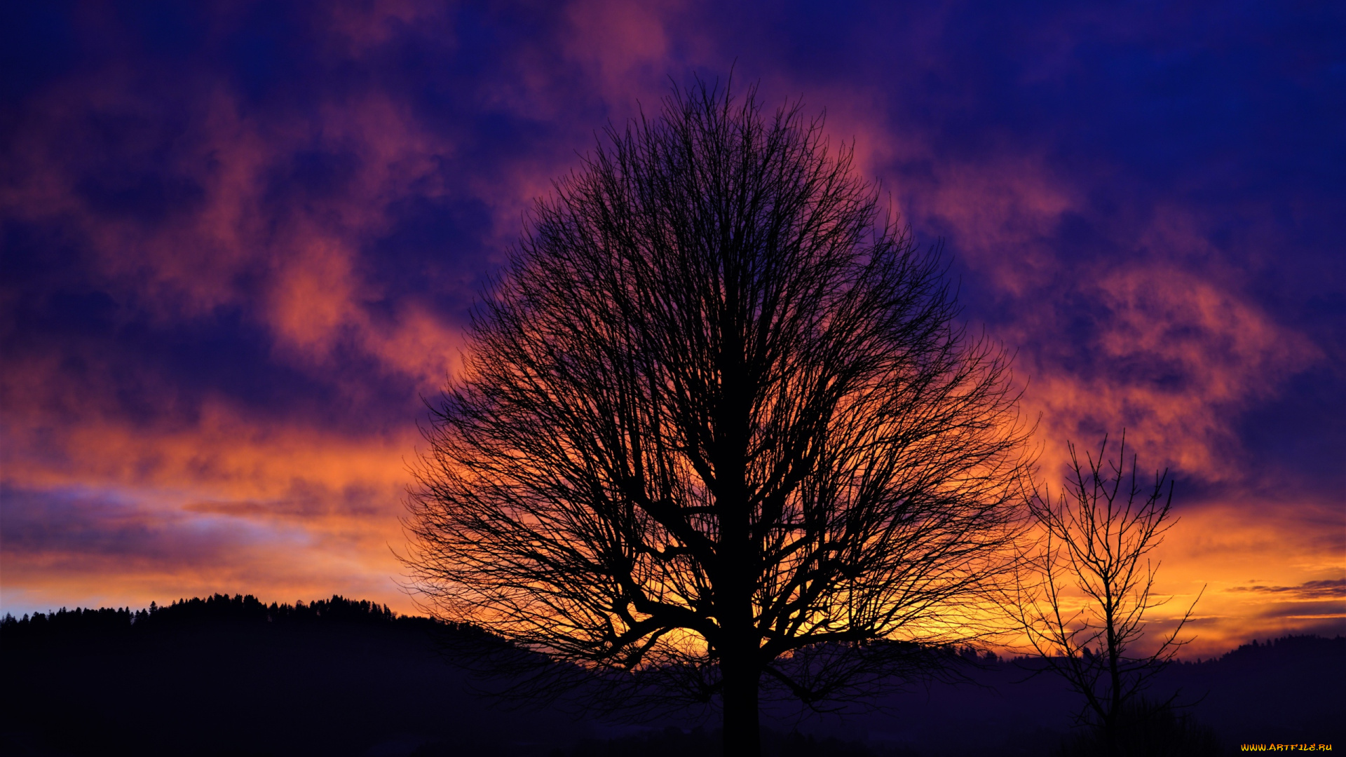 природа, восходы, закаты, небо, облака, закат, дерево