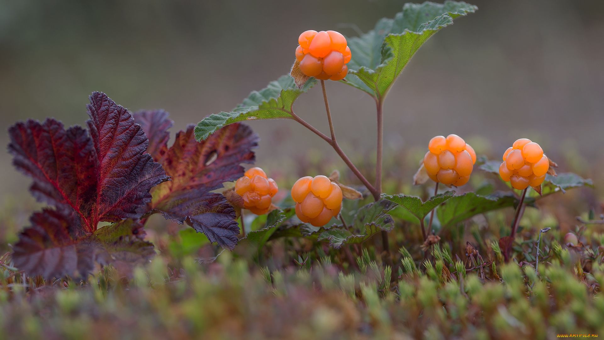 природа, ягоды, оранжевые