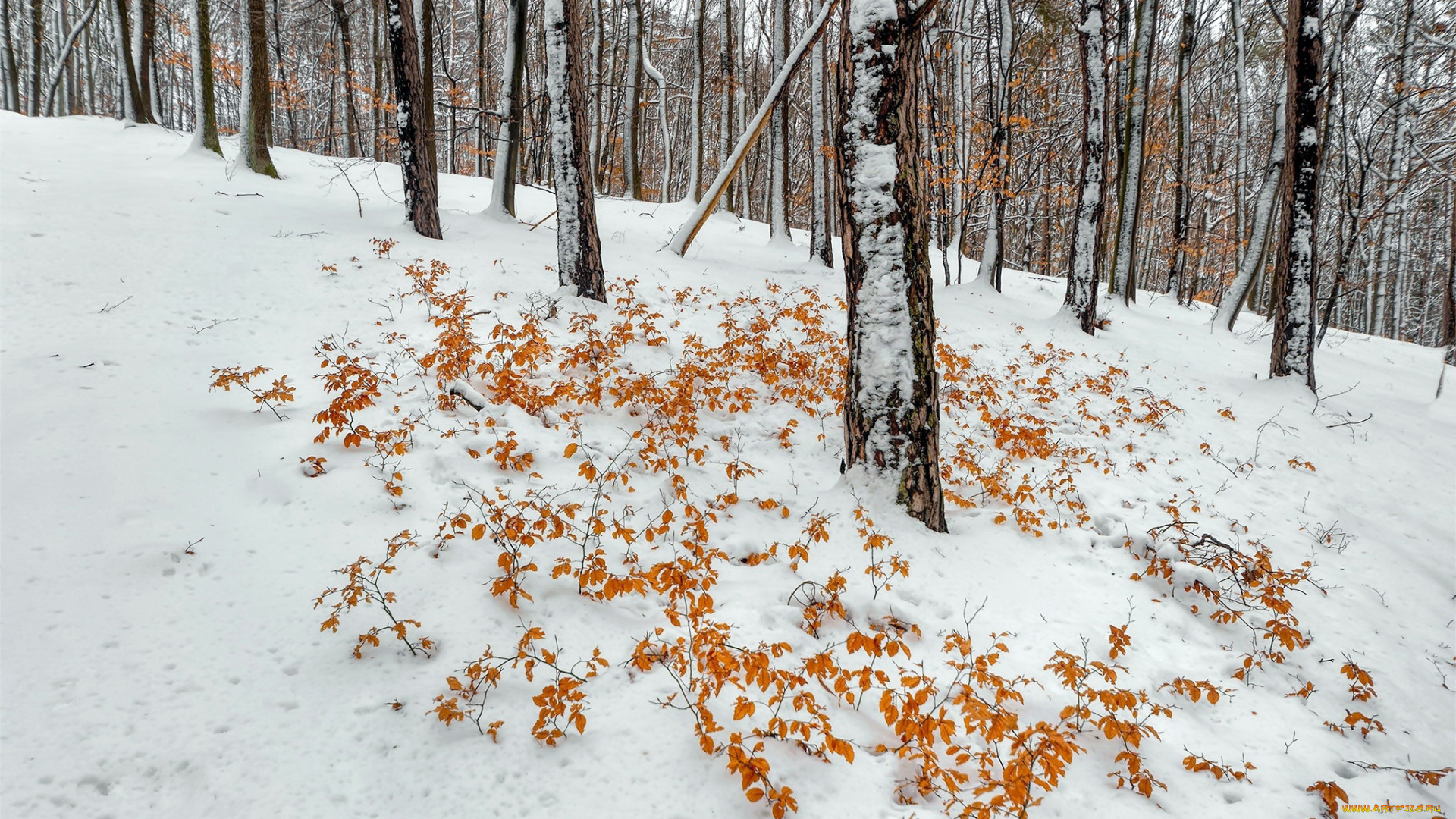 природа, зима, листья, деревья, снег