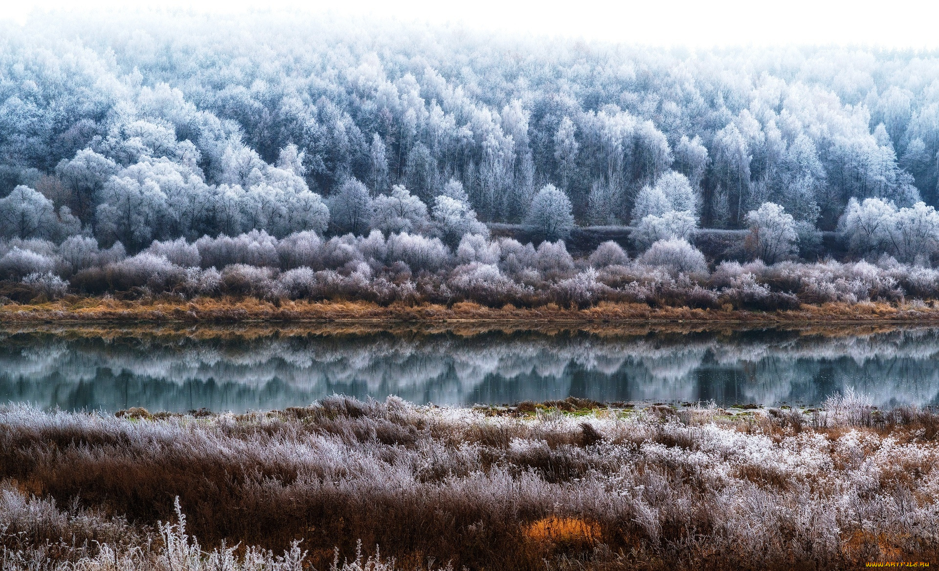 природа, реки, озера, река, иней, лес, трава