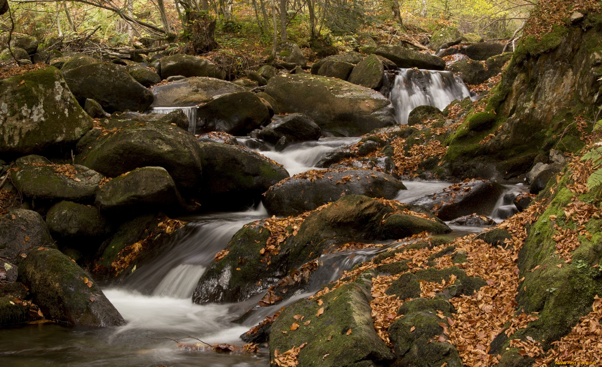 природа, реки, озера, ручей, мох, листья, камни, лес