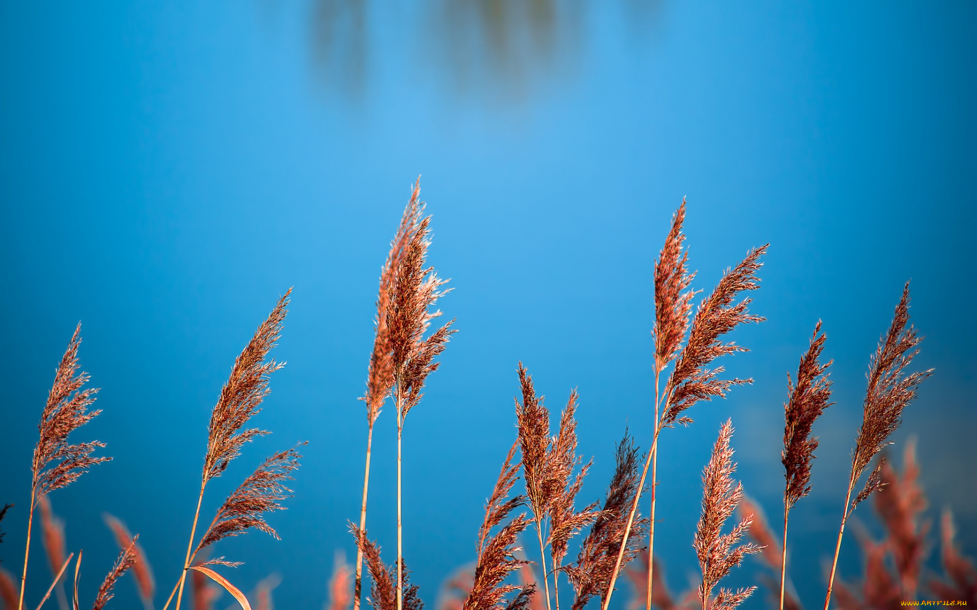 природа, реки, озера, вода, метелки, камыши