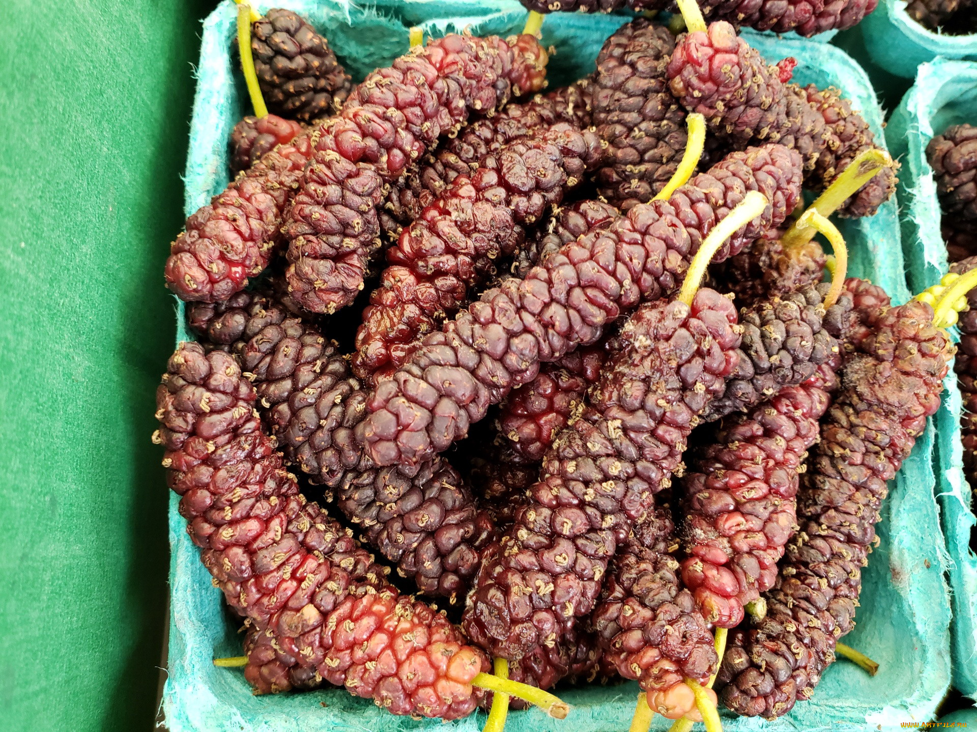 еда, фрукты, , ягоды, шелковица