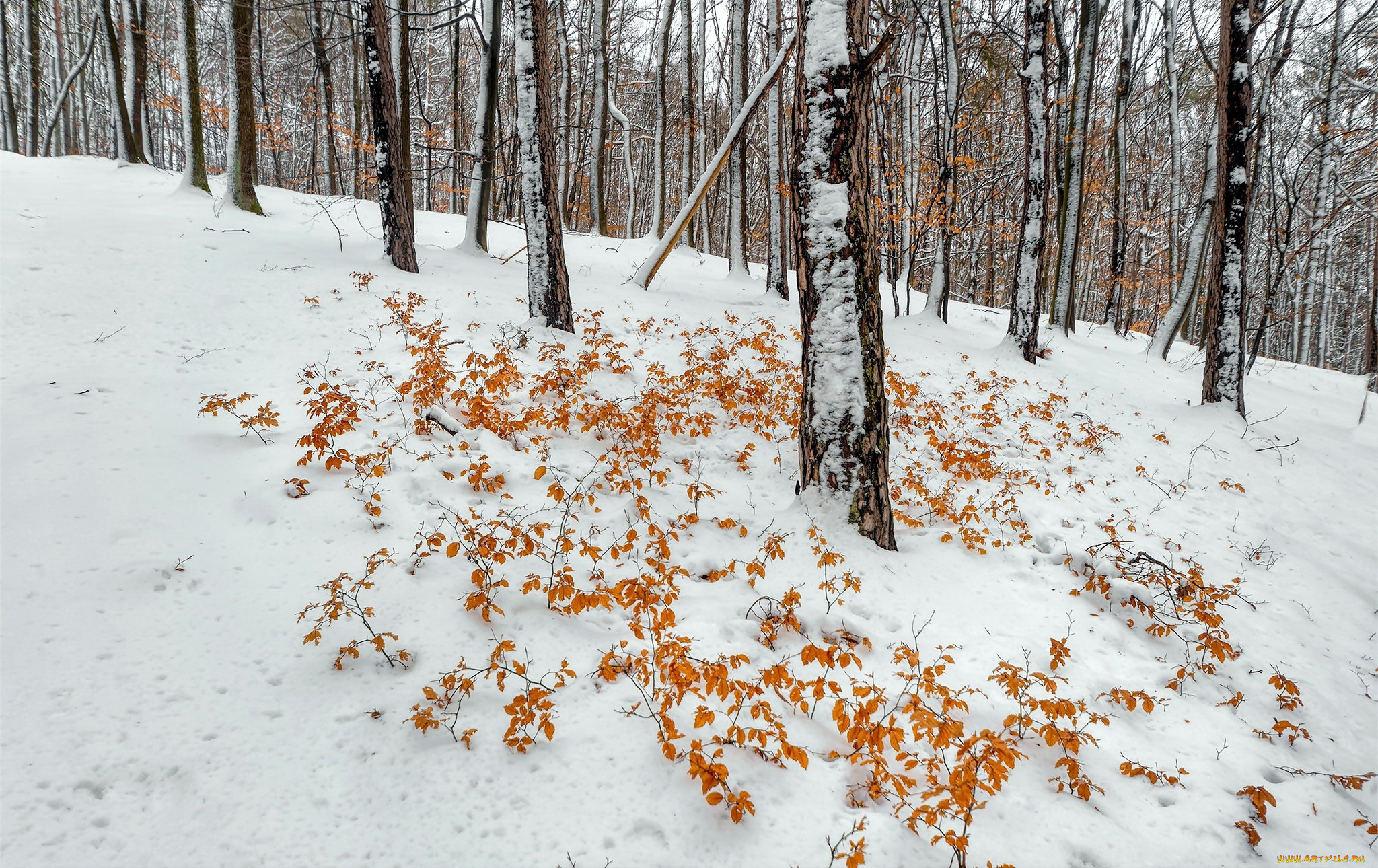 природа, зима, листья, деревья, снег