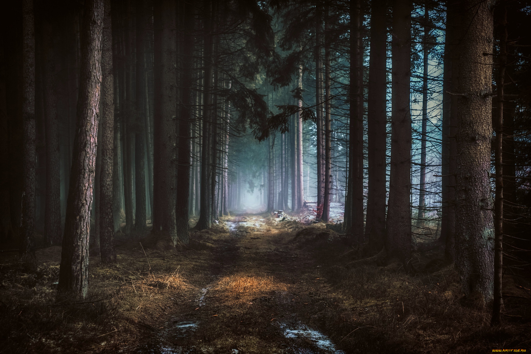 природа, лес