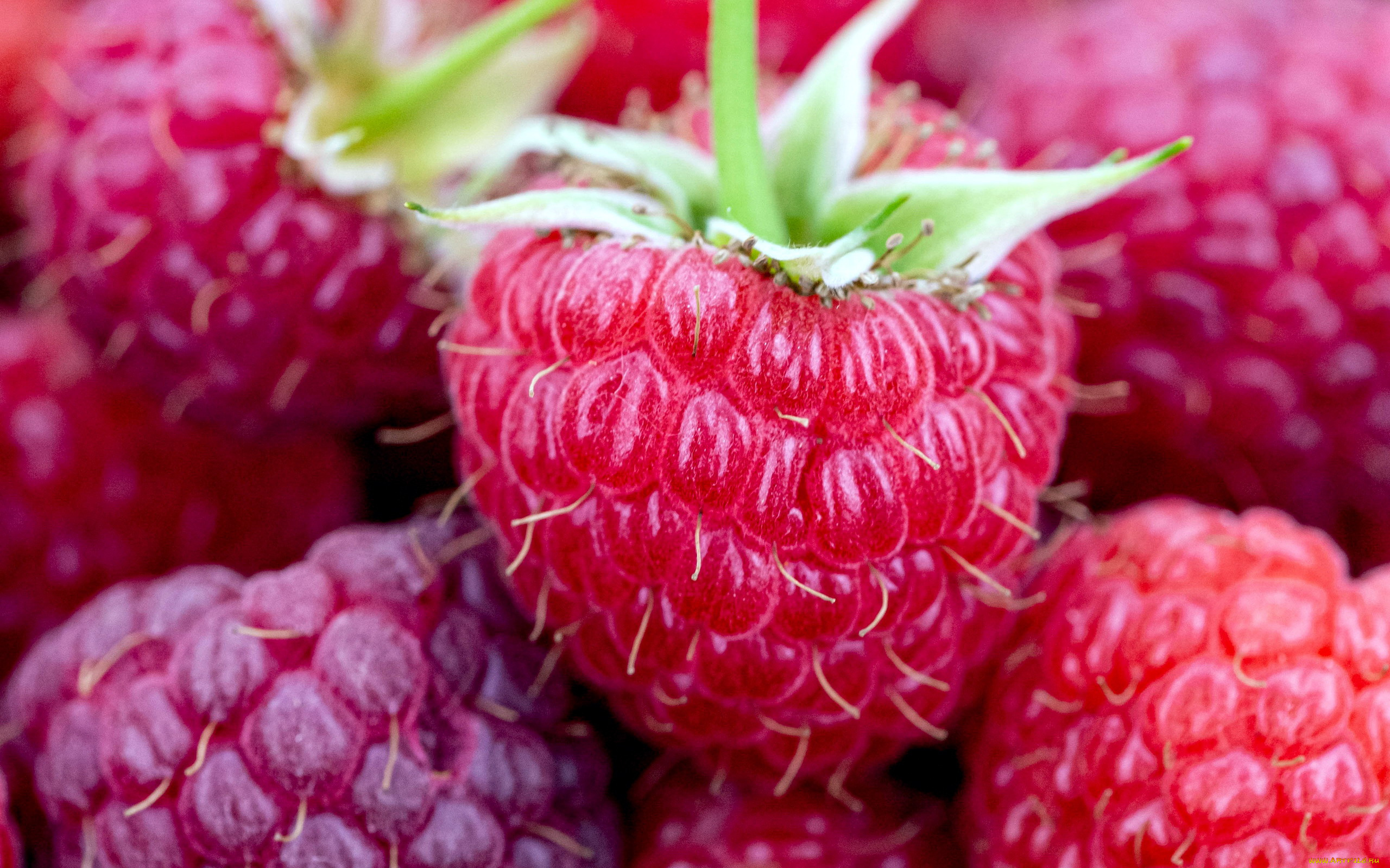 еда, малина, макро