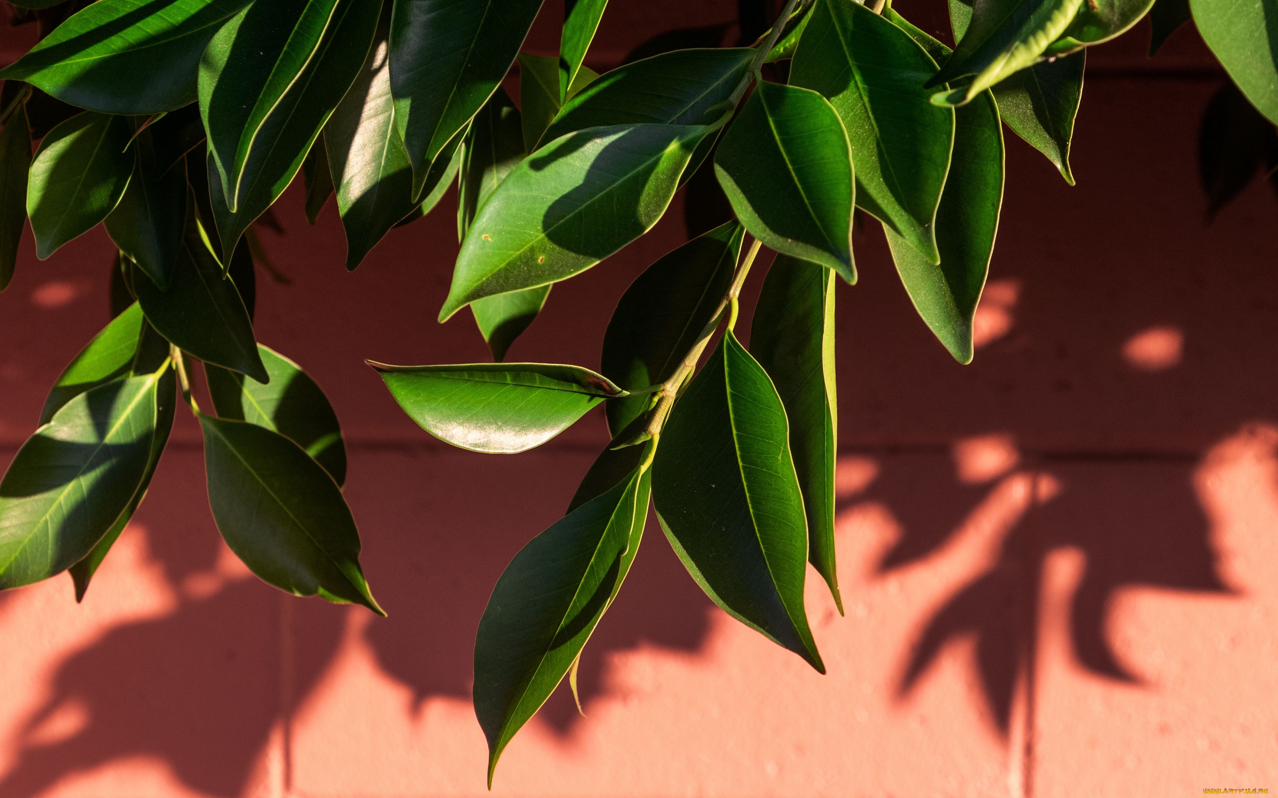 природа, листья, зеленые, ветка