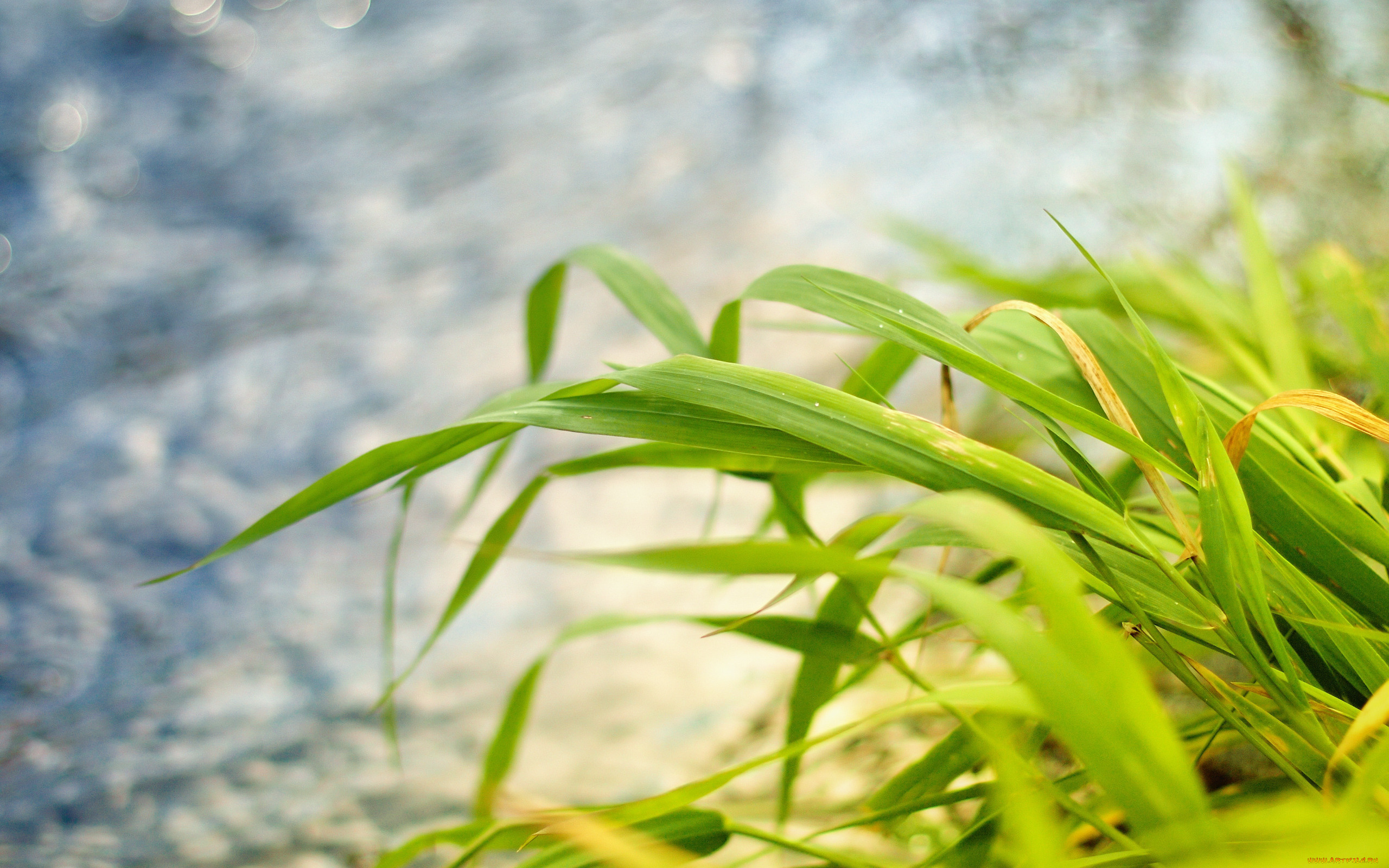 природа, макро, облака, небо, трава