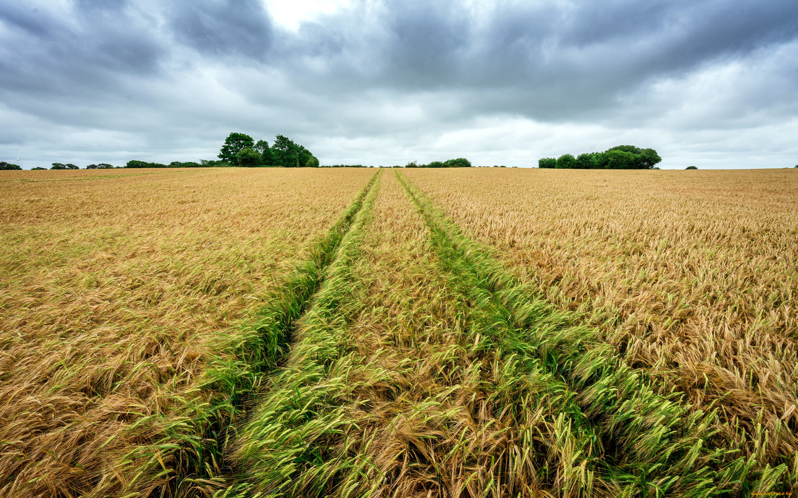 природа, поля, поле, колосья, урожай