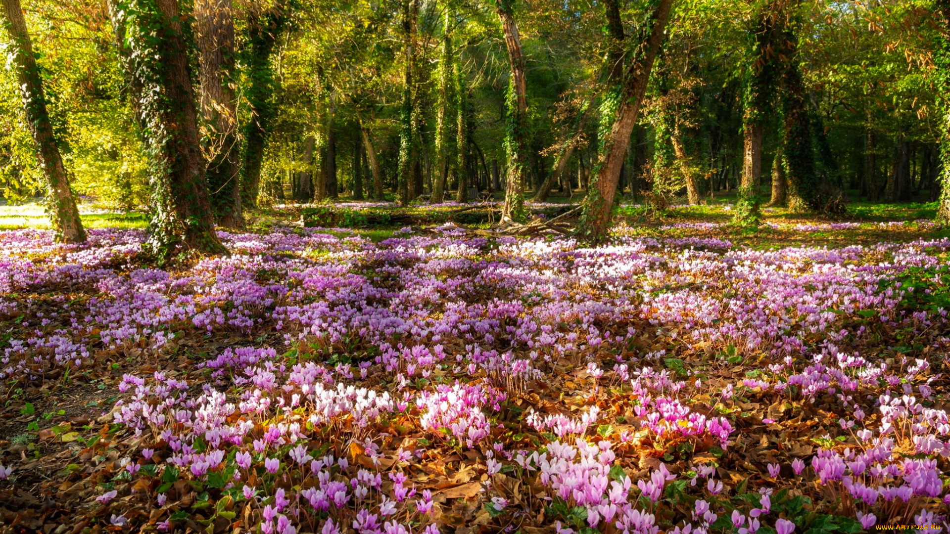 цветы, цикламены, лес, лужайка, деревья