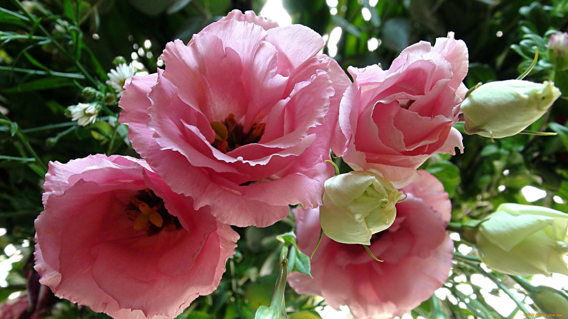 цветы, эустома, розовая, макро