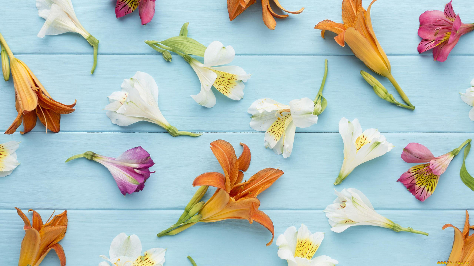 цветы, разные, вместе, лилейники, альстромерия