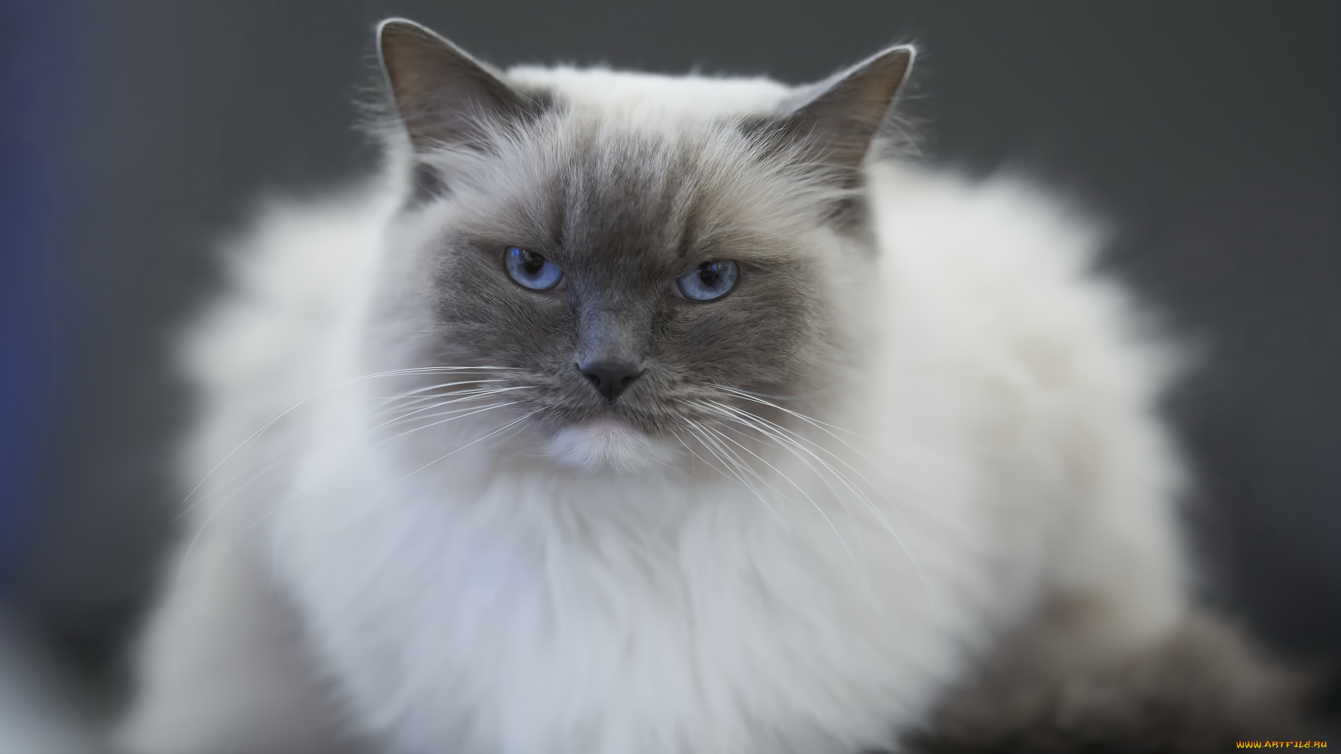 животные, коты, кот, кошка