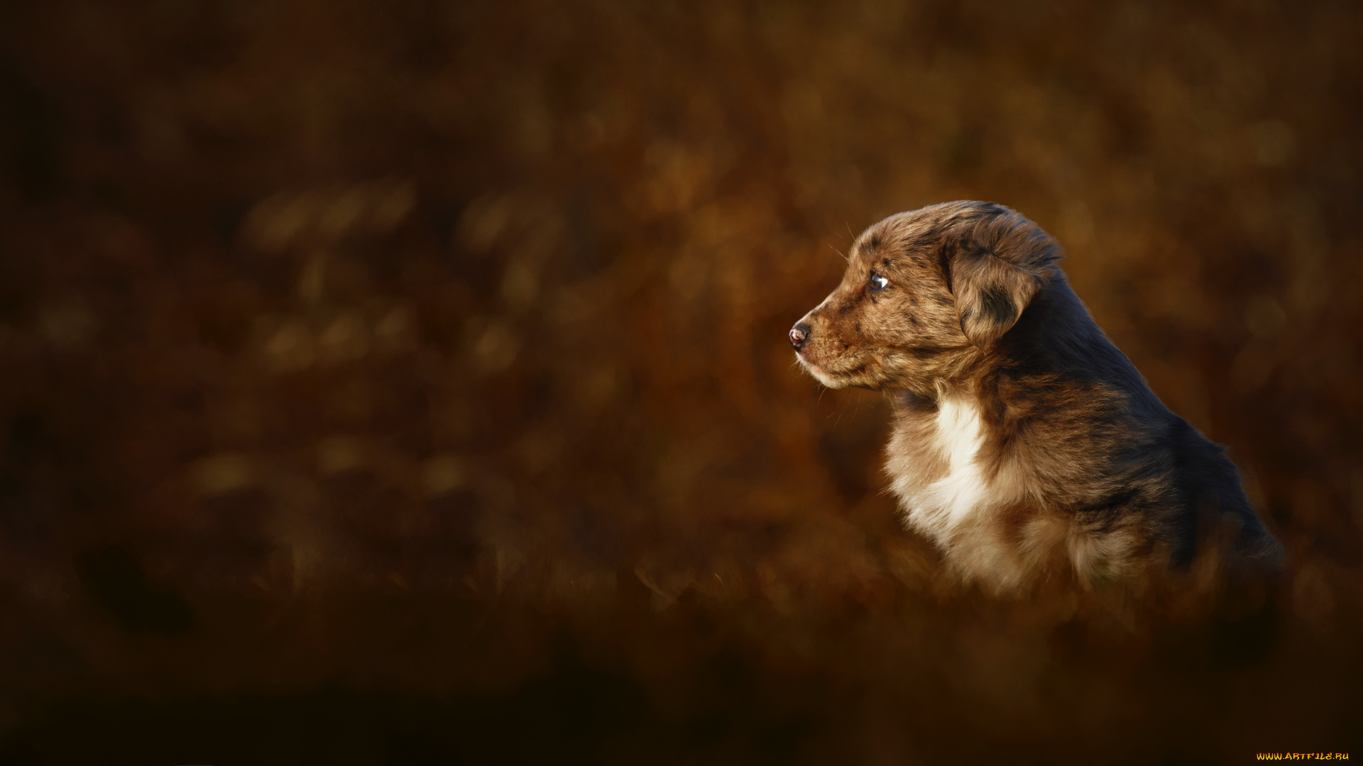 животные, собаки, щенок, осень