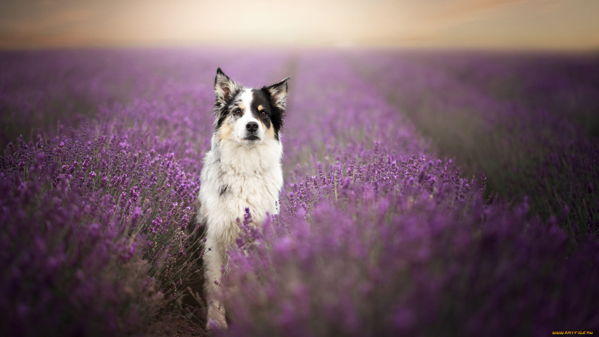 животные, собаки, собака