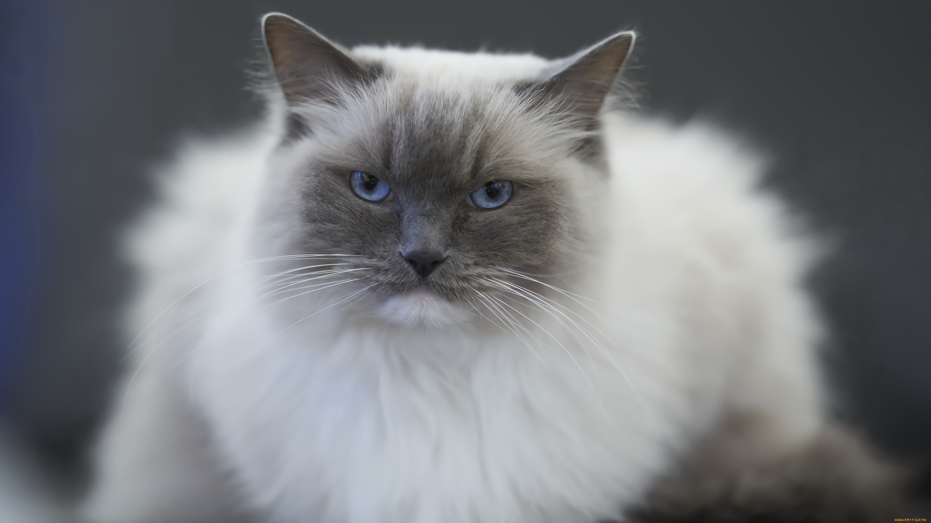 животные, коты, кот, кошка