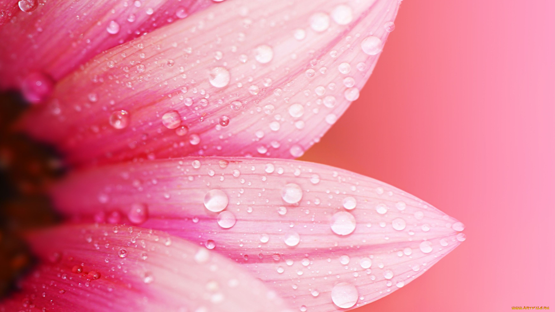 цветы, герберы, цветок