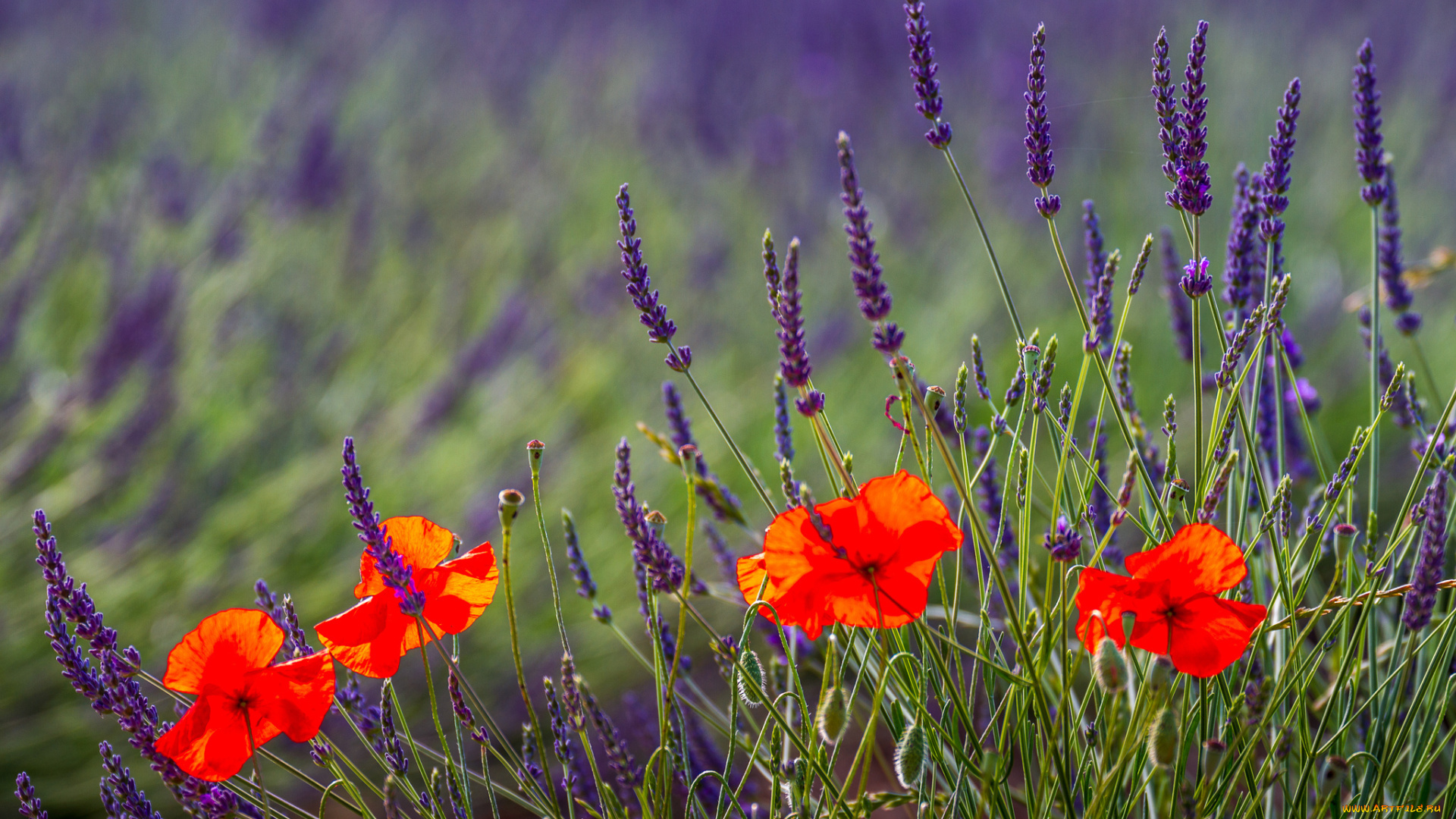 цветы, луговые, , полевые, , цветы, луг