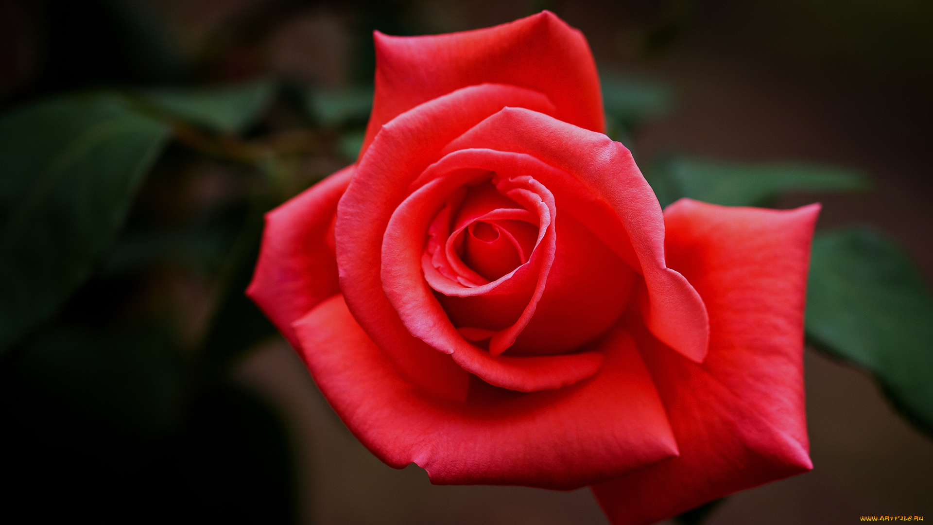 цветы, розы, цветок