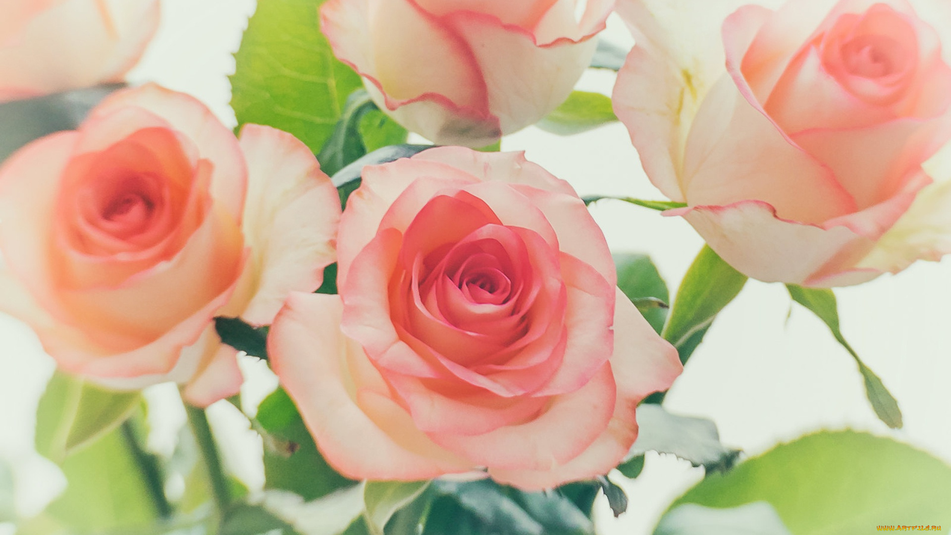 цветы, розы, цветок