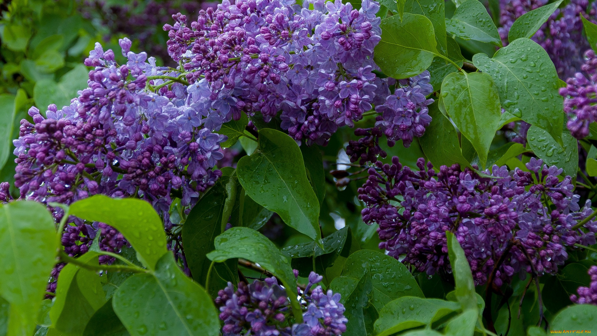 цветы, сирень