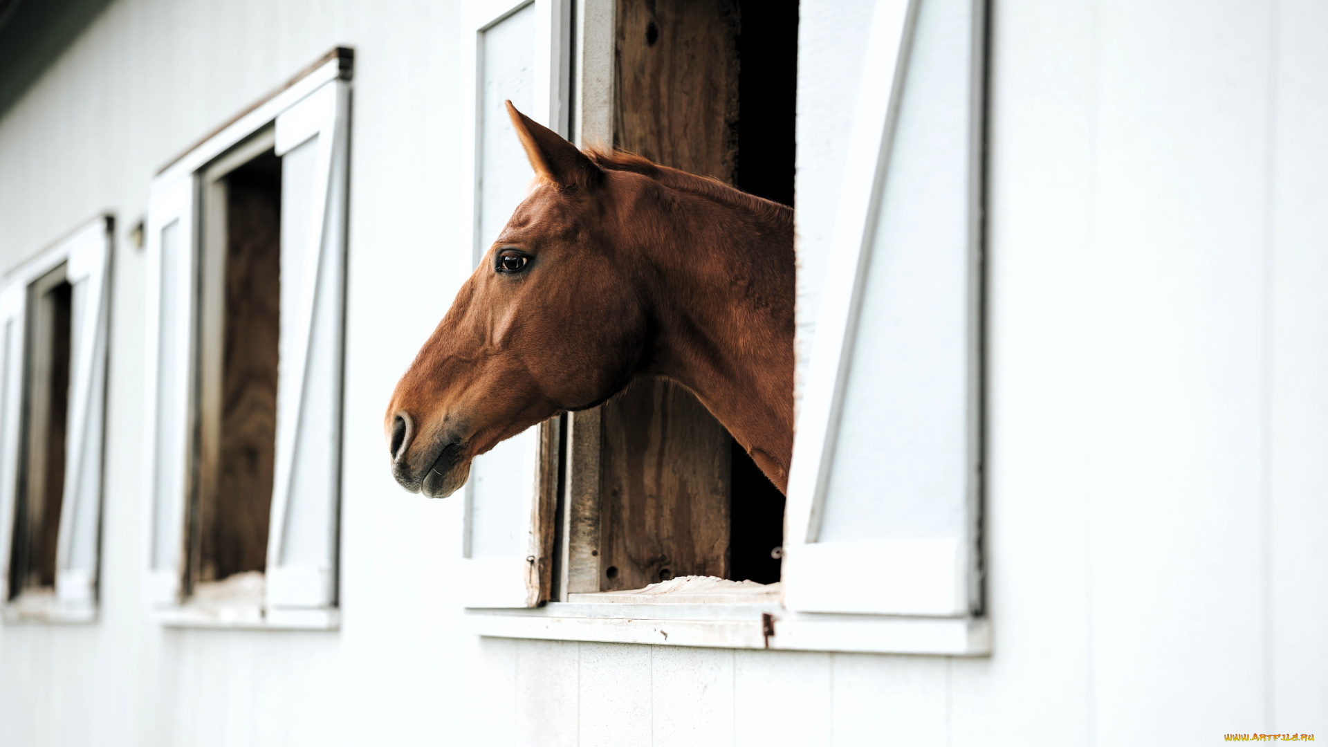животные, лошади, лошадь, гнедая, голова, окно