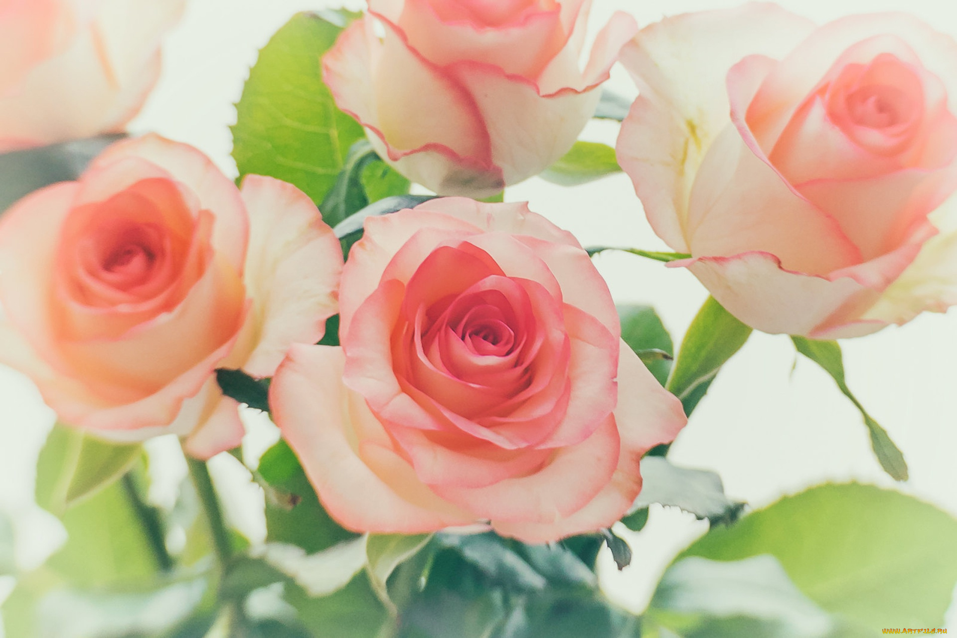 цветы, розы, цветок