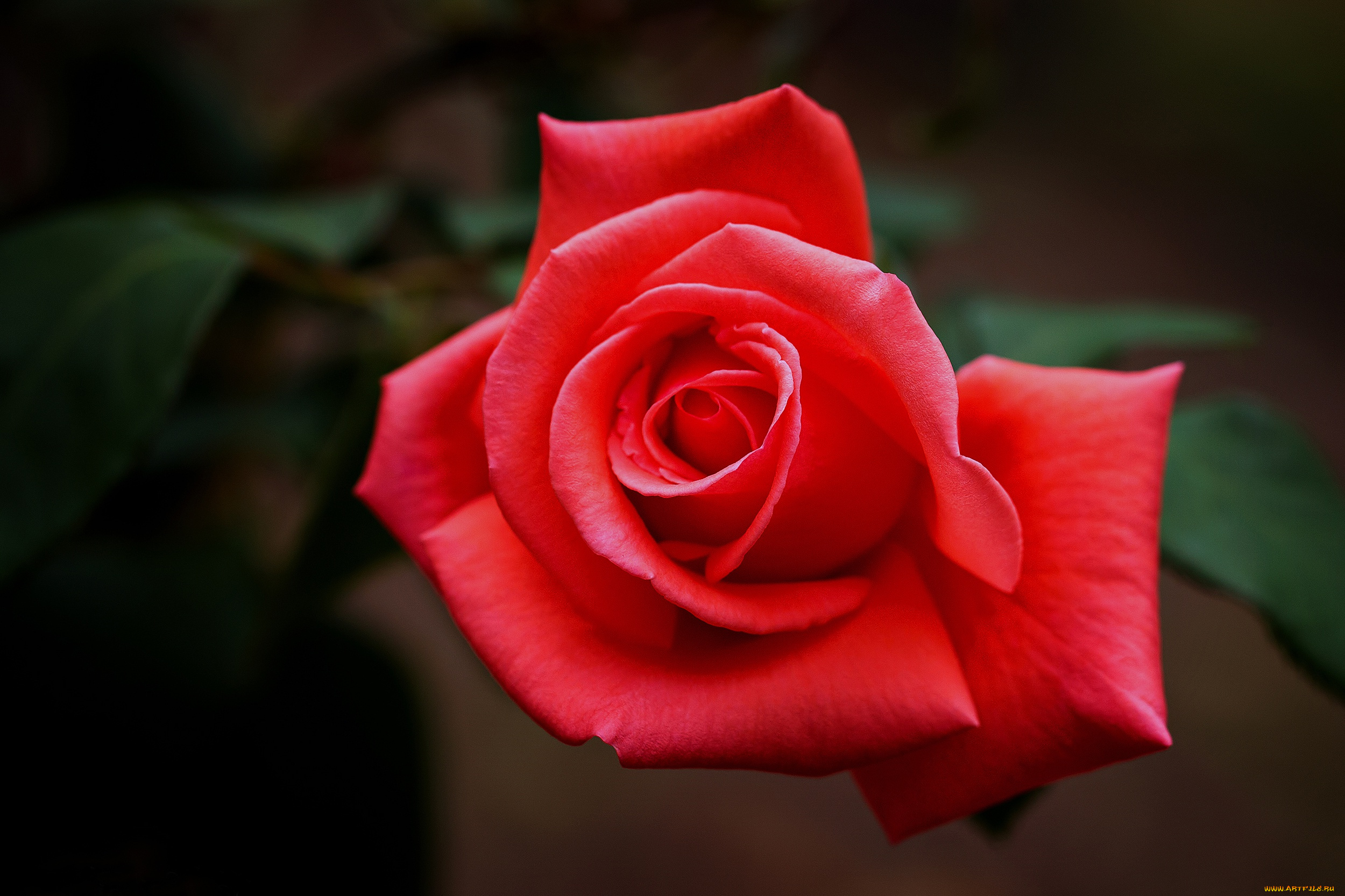 цветы, розы, цветок