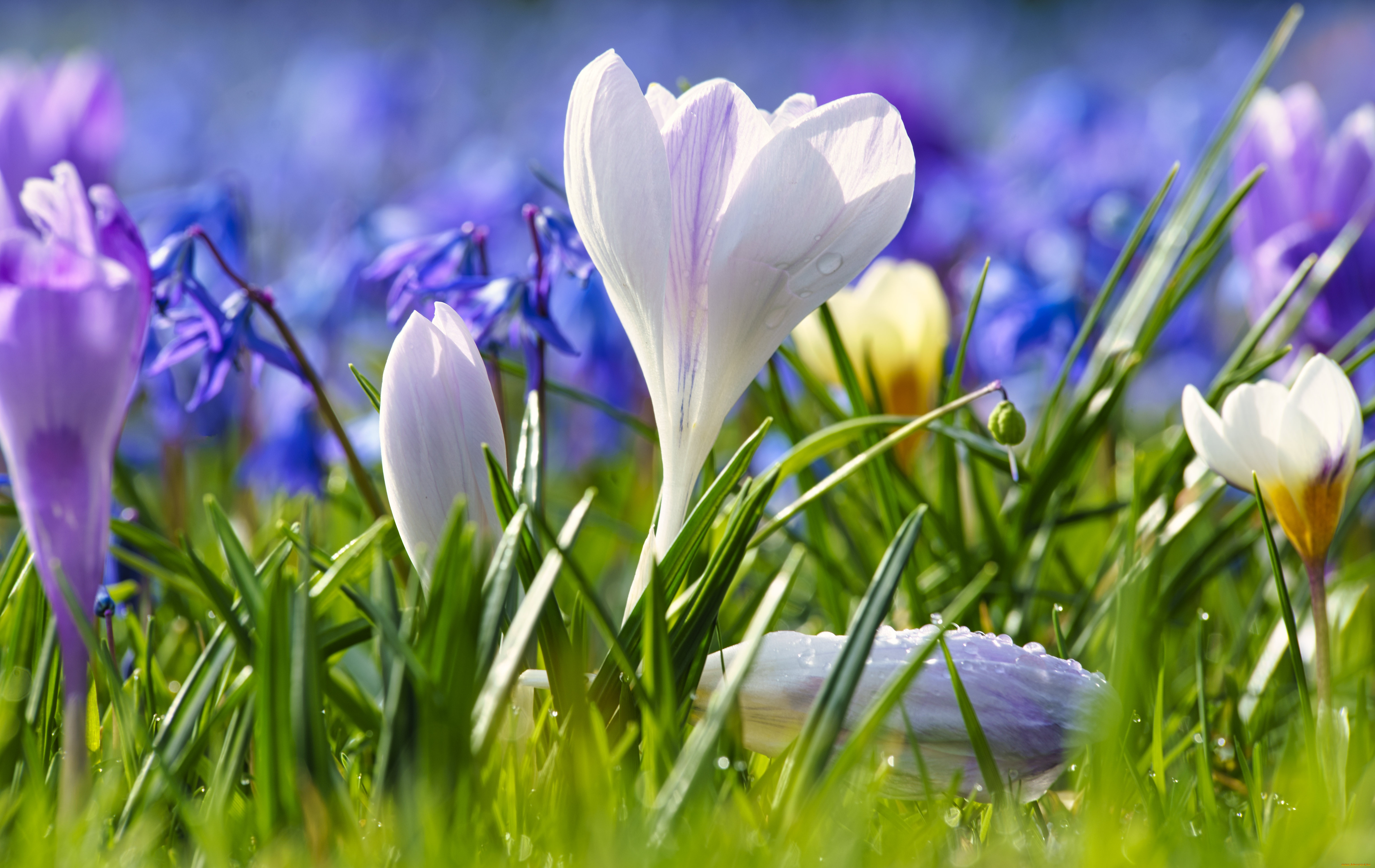 цветы, крокусы