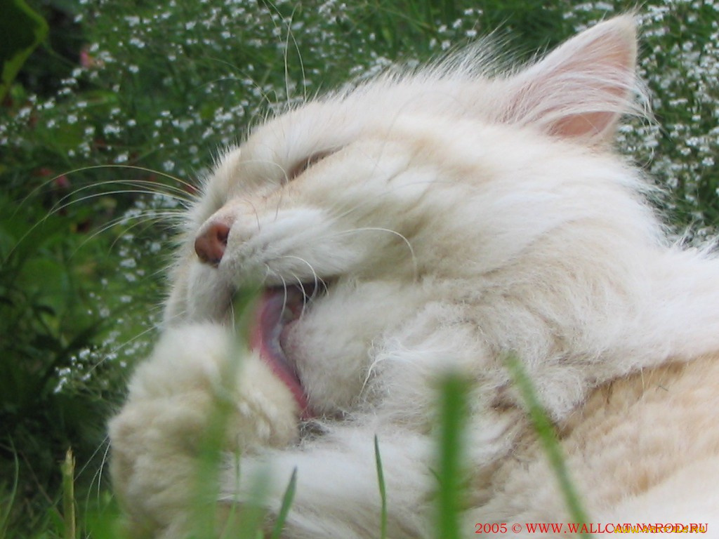 животные, коты