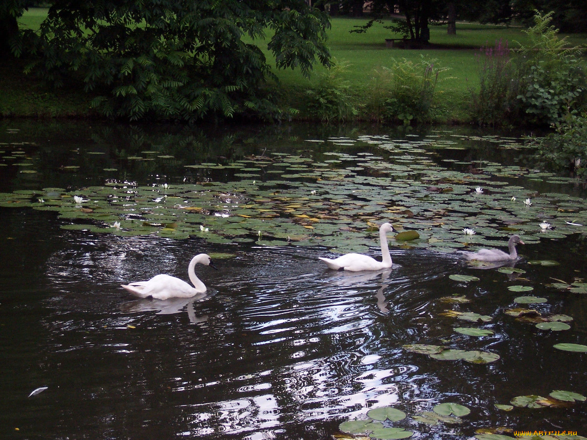 животные, лебеди