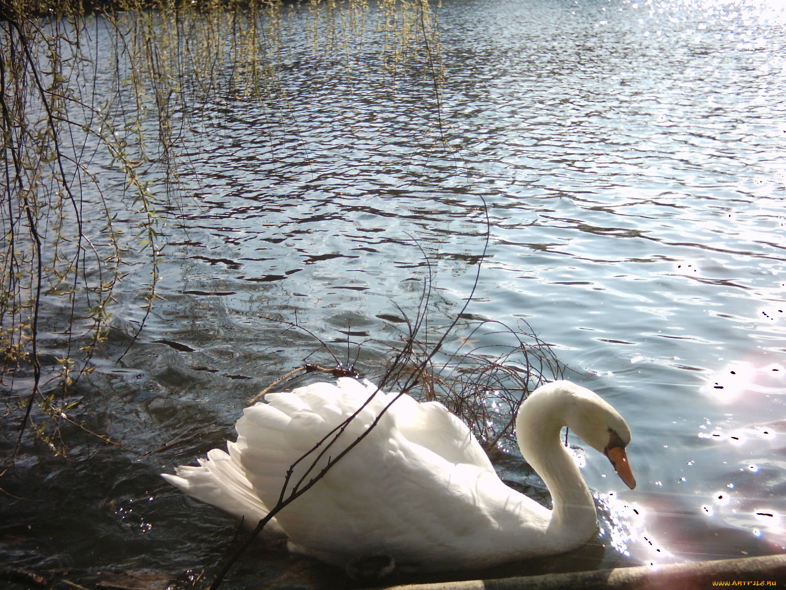 лебедь, животные, лебеди