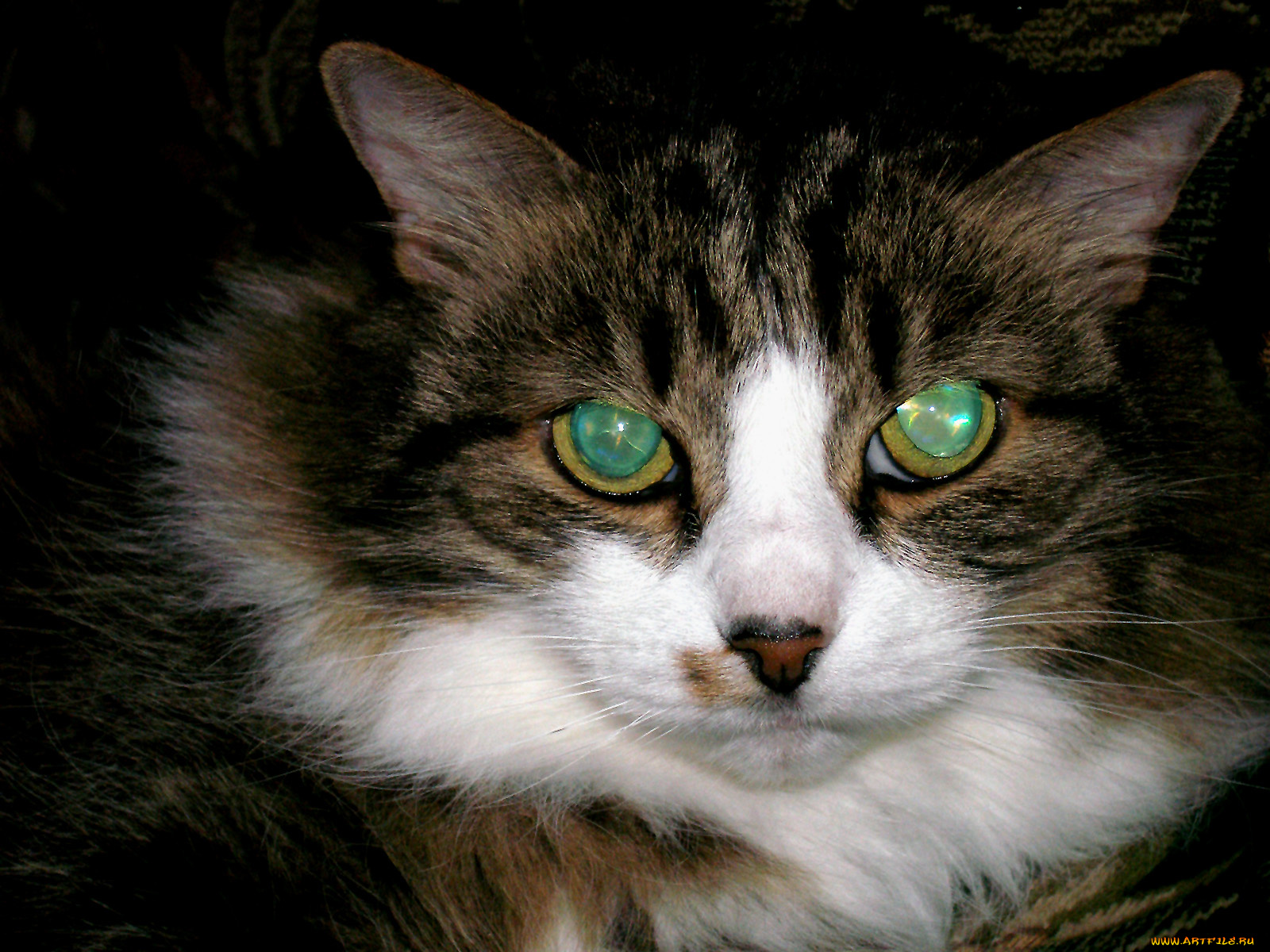 животные, коты