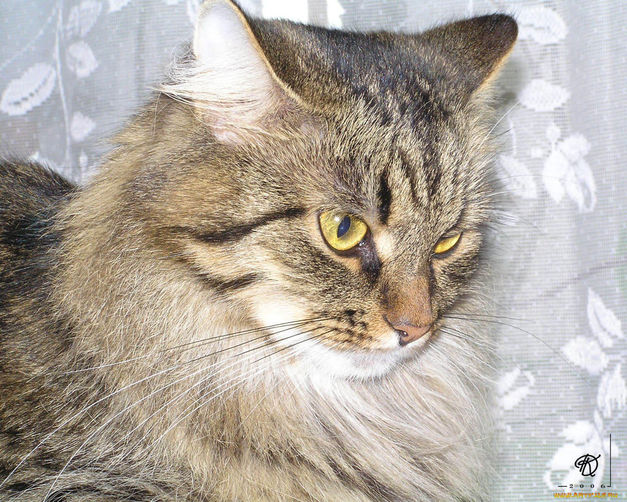 люсинда, животные, коты