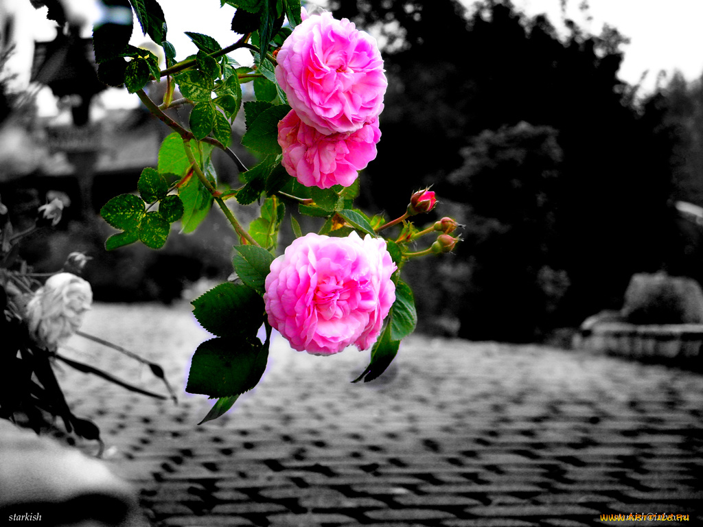 цветы, розы