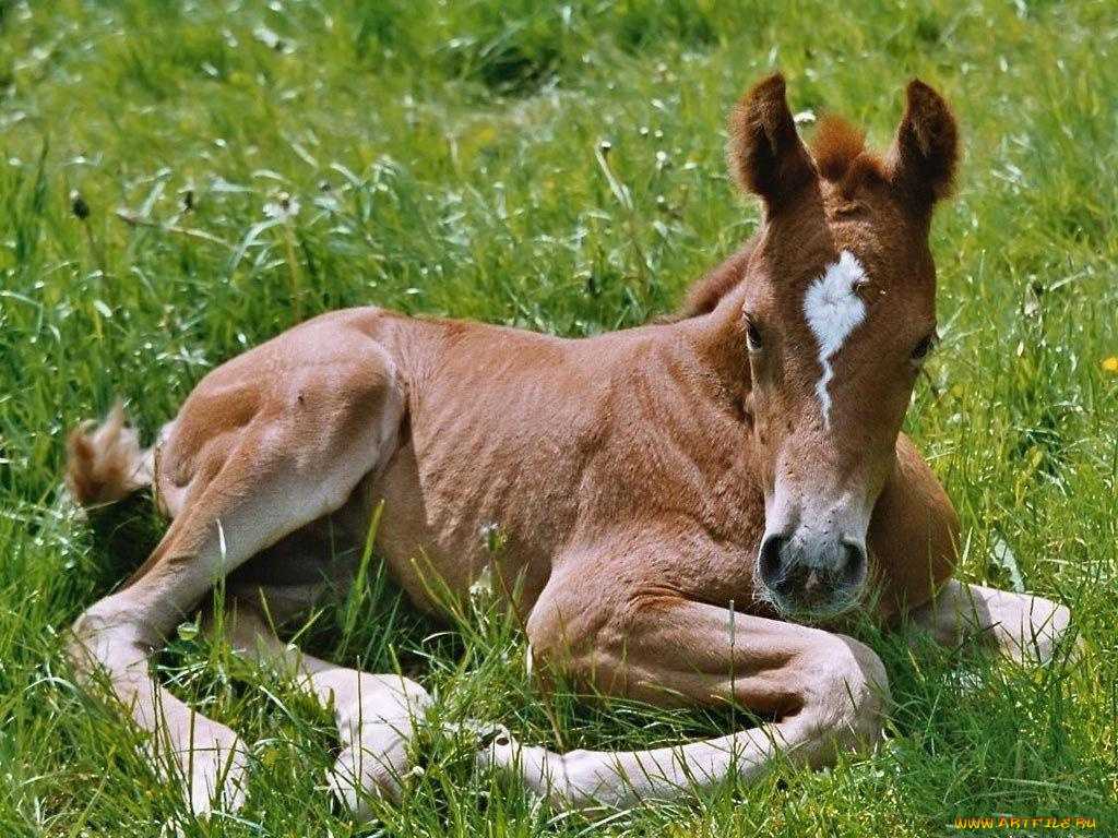 животные, лошади