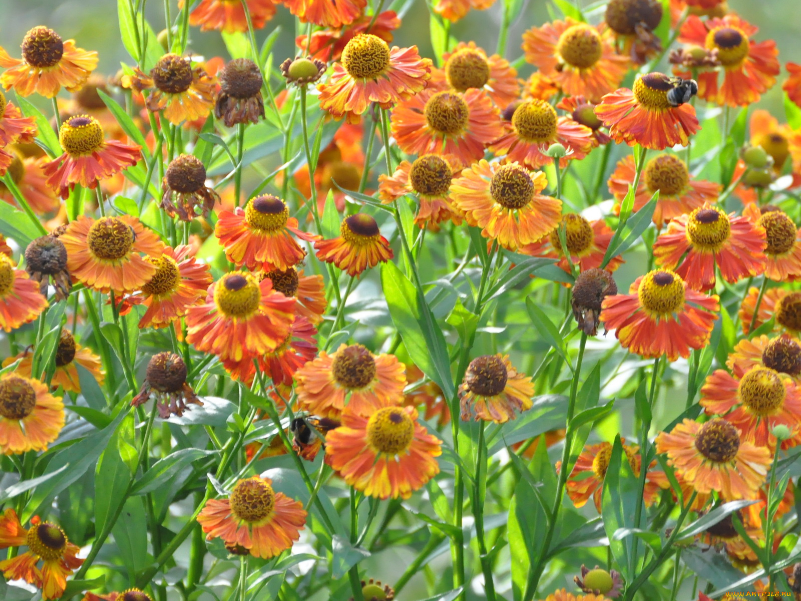 цветы, гайлардии, гелениумы