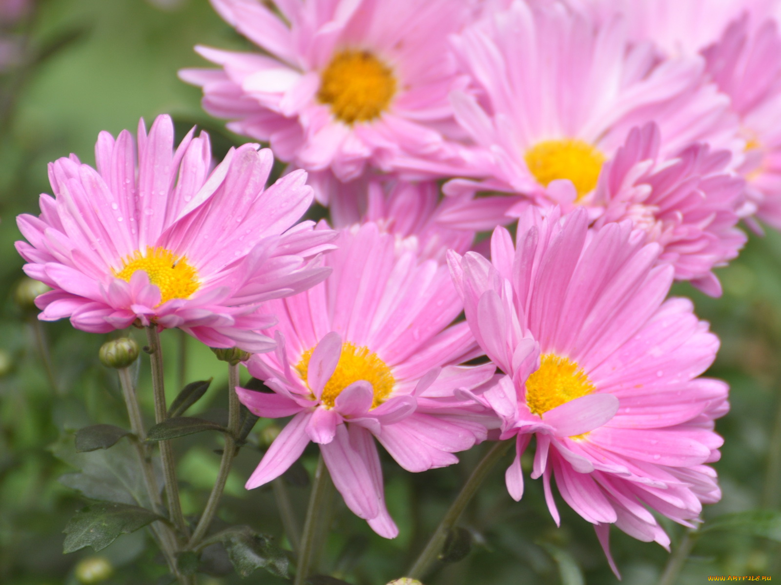 цветы, хризантемы